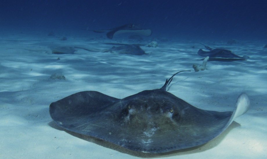 sting ray teddy