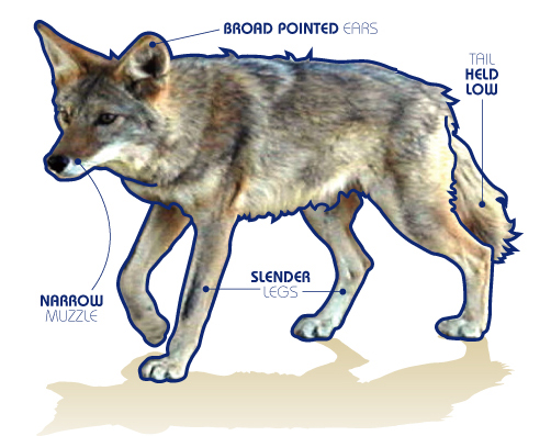 Coyote Safety Tips – Paradise News Magazine