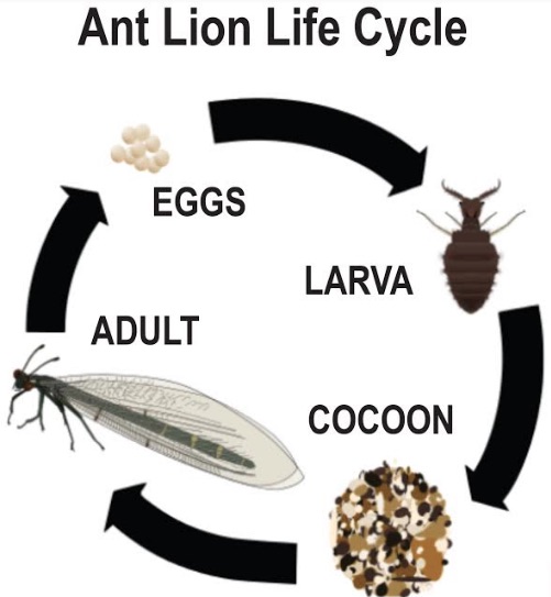 Paradise News Magazine | ECO: Ant Lions – When Knew?